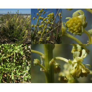 Reseda lutea L. subsp. lutea (Réséda bâtard)