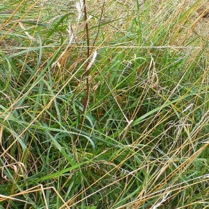 Photographie n°2502754 du taxon Brachypodium pinnatum (L.) P.Beauv. [1812]