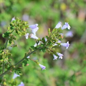 Photographie n°2502755 du taxon Clinopodium nepeta (L.) Kuntze [1891]