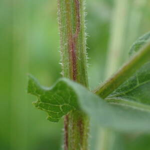 Photographie n°2502775 du taxon Centaurea decipiens Thuill.