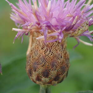 Photographie n°2502776 du taxon Centaurea decipiens Thuill.