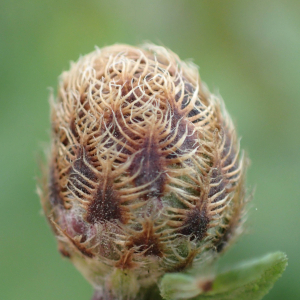 Photographie n°2502778 du taxon Centaurea decipiens Thuill.