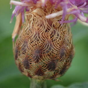 Photographie n°2502779 du taxon Centaurea decipiens Thuill.