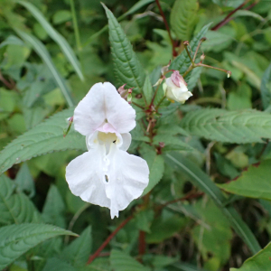 Photographie n°2502824 du taxon Impatiens glandulifera Royle