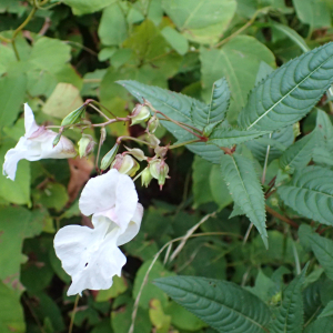 Photographie n°2502827 du taxon Impatiens glandulifera Royle