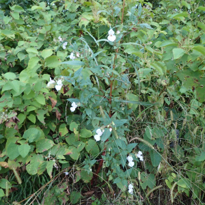 Photographie n°2502828 du taxon Impatiens glandulifera Royle