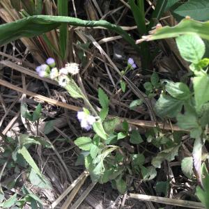  - Ageratum conyzoides L. [1753]