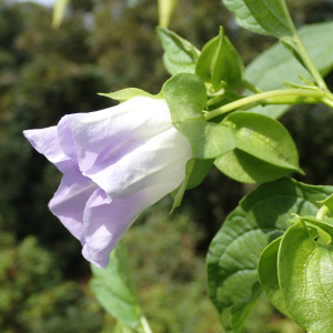 Photographie n°2502868 du taxon Nicandra physalodes (L.) Gaertn.