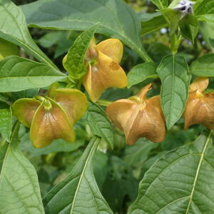 Photographie n°2502870 du taxon Nicandra physalodes (L.) Gaertn.