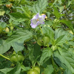 Photographie n°2502871 du taxon Nicandra physalodes (L.) Gaertn.