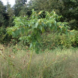 Photographie n°2502874 du taxon Nicandra physalodes (L.) Gaertn.