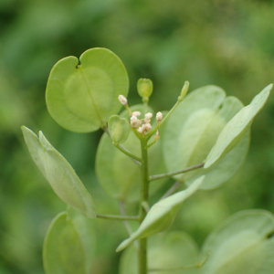 Photographie n°2502885 du taxon Thlaspi arvense L.