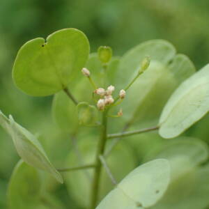 Photographie n°2502888 du taxon Thlaspi arvense L.