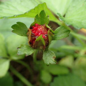 Photographie n°2502906 du taxon Potentilla indica (Andrews) Th.Wolf