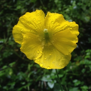 Photographie n°2502988 du taxon Meconopsis cambrica (L.) Vig.