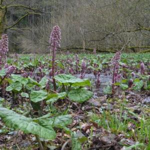 Photographie n°2503049 du taxon Petasites hybridus (L.) G.Gaertn., B.Mey. & Scherb. [1801]