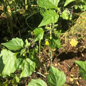 Photographie n°2503063 du taxon Solanum nigrum L.