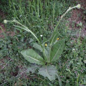 Photographie n°2503068 du taxon Hypochaeris maculata L.