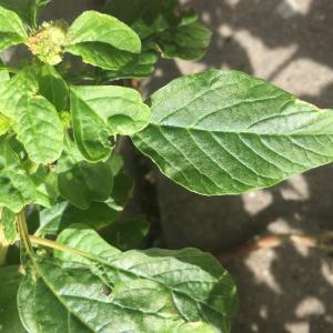 Photographie n°2503098 du taxon Amaranthus retroflexus L. [1753]