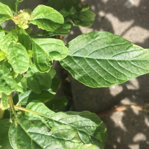 Photographie n°2503099 du taxon Amaranthus retroflexus L. [1753]