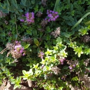 Photographie n°2503109 du taxon Thymus serpyllum L.