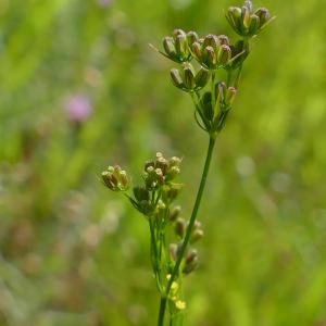 Photographie n°2503138 du taxon Bupleurum gerardi All.