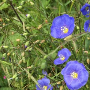 Photographie n°2503158 du taxon Linum austriacum L. [1753]