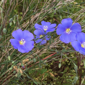 Photographie n°2503159 du taxon Linum austriacum L. [1753]