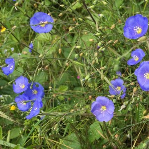 Photographie n°2503160 du taxon Linum austriacum L. [1753]
