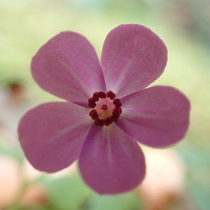 Photographie n°2503186 du taxon Geranium robertianum L. [1753]