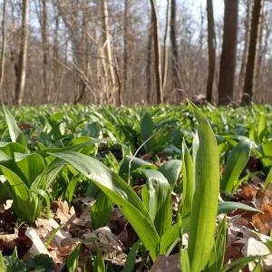 Photographie n°2503188 du taxon Allium ursinum L. [1753]