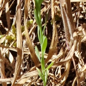 Photographie n°2503209 du taxon Linum usitatissimum L. [1753]