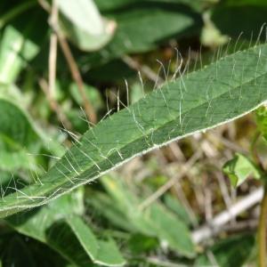 Photographie n°2503216 du taxon Pilosella officinarum Vaill. [1754]