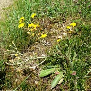 Photographie n°2503228 du taxon Crepis sancta (L.) Bornm. [1913]