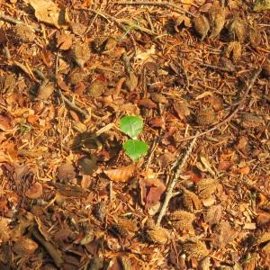 Photographie n°2503262 du taxon Fagus sylvatica L. [1753]