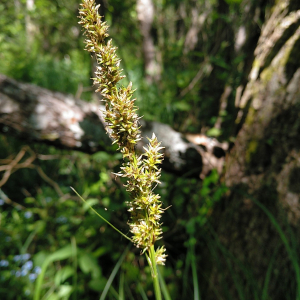 Photographie n°2503292 du taxon Carex paniculata L. [1755]