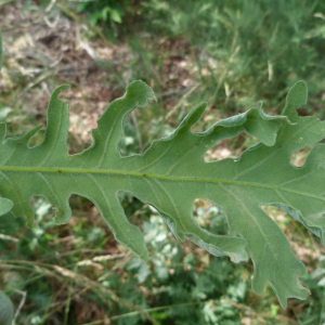 Photographie n°2503317 du taxon Quercus pyrenaica Willd. [1805]