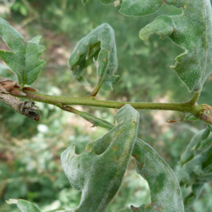 Photographie n°2503318 du taxon Quercus pyrenaica Willd. [1805]