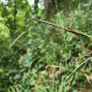 Photographie n°2503322 du taxon Carex flacca Schreb. [1771]