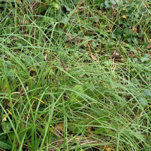 Photographie n°2503325 du taxon Carex flacca Schreb. [1771]