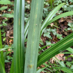 Photographie n°2503334 du taxon Carex pendula Huds. [1762]