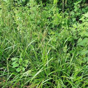 Photographie n°2503336 du taxon Carex pendula Huds. [1762]