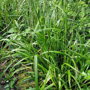 Photographie n°2503339 du taxon Carex pendula Huds. [1762]