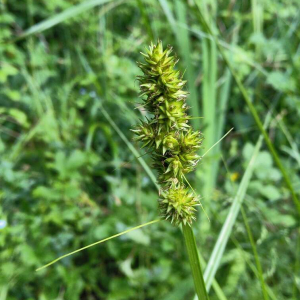 Photographie n°2503345 du taxon Carex otrubae Podp. [1922]