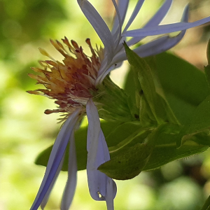 Photographie n°2503383 du taxon Symphyotrichum x salignum (Willd.) G.L.Nesom [1995]