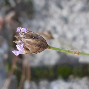 Photographie n°2503419 du taxon Petrorhagia prolifera (L.) P.W.Ball & Heywood