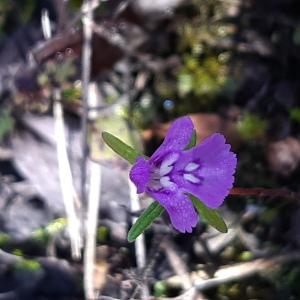 Photographie n°2503423 du taxon Galeopsis angustifolia Ehrh. ex Hoffm.