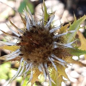 Photographie n°2503424 du taxon Carlina vulgaris L.