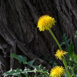 Photographie n°2503431 du taxon Taraxacum officinale Weber [1780]