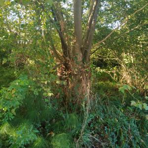 Photographie n°2503515 du taxon Platanus x hispanica Mill. ex Münchh. [1770]